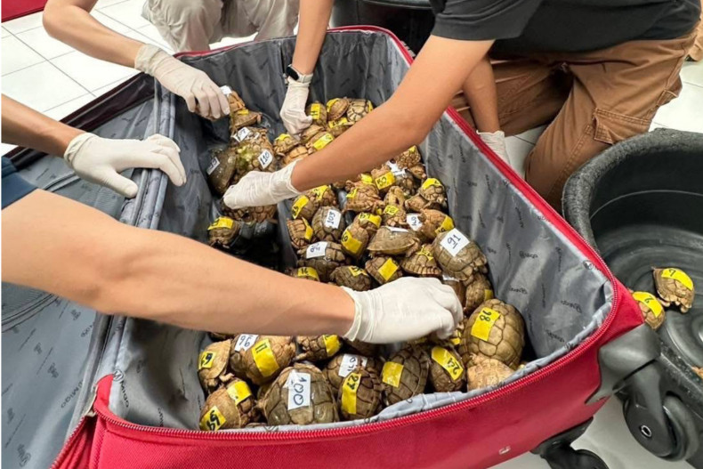 埃及游客走私187只活体乌龟！在曼谷素万那普机场被捕！